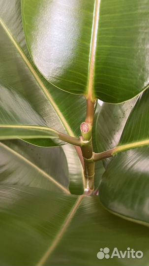 Фикус эластика робуста 115 см