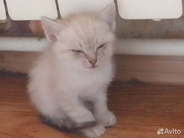 Котики в добрые руки