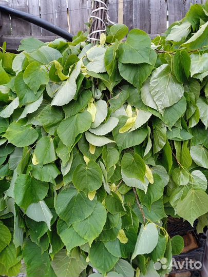 Веники для бани