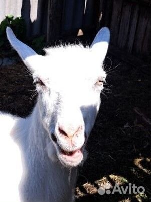 Зааненская коза