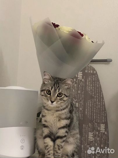 Отдам кошку