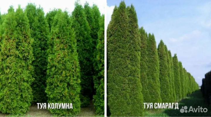 Туя Смарагд Колумна Аурея