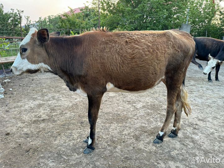 Бычки и коровы