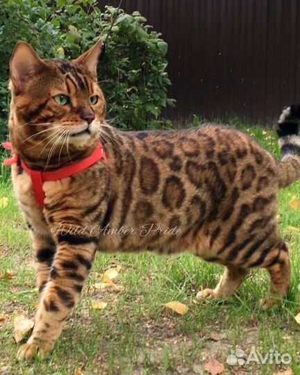 Бенгальский кот