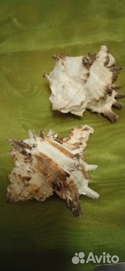 Ракушки, океан