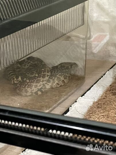 Передержка рептилий