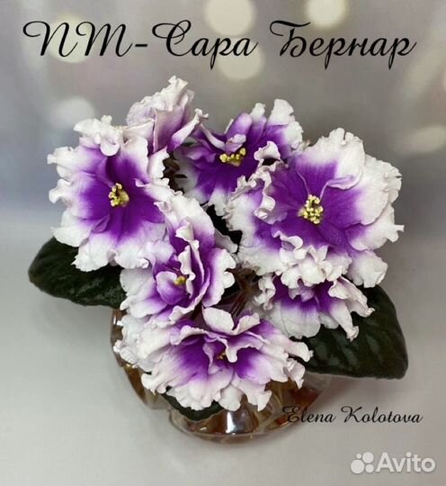 Фиалка сортовая