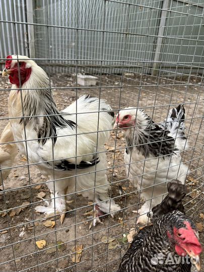 Инкубационное яйцо Брама Колумбийская,цыплята