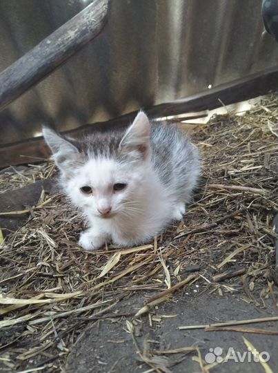 Отдам бесплатно в дар
