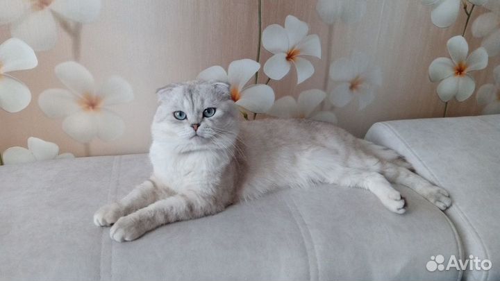 Вязка шотландец