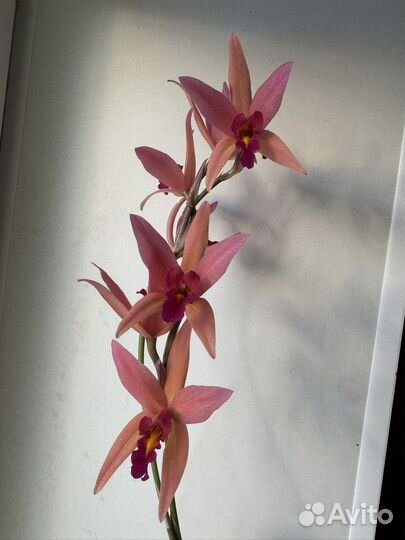 Орхидея каттлея