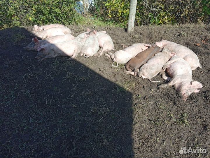 Продам поросят