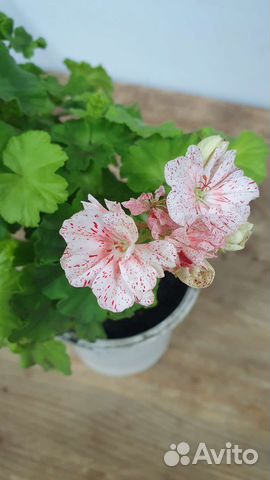 Пеларгония герань