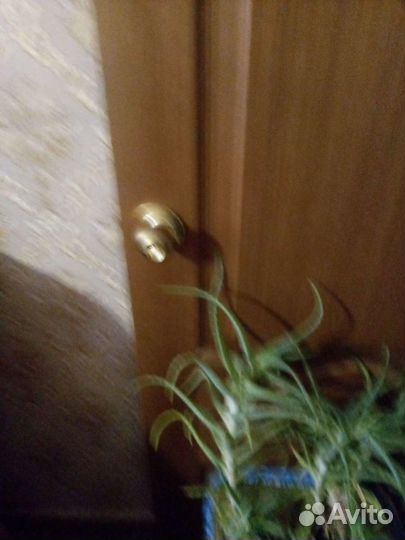 Алоэ