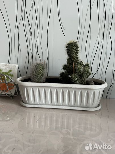 Композиция из кактусов