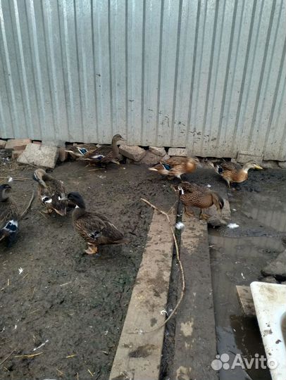 Утки подсадные для охоты