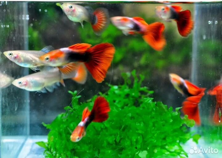 Аквариумные рыбки