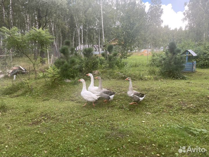 Гуси молодые