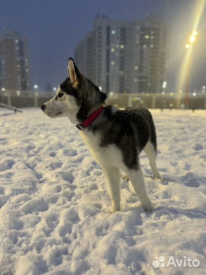 В самые добрые ручки