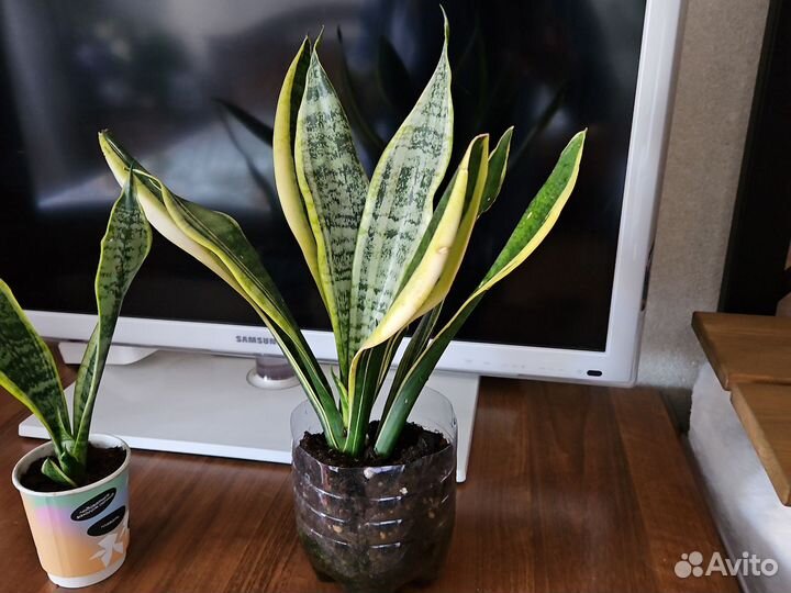 Сансевиерия сортовые коллекционные