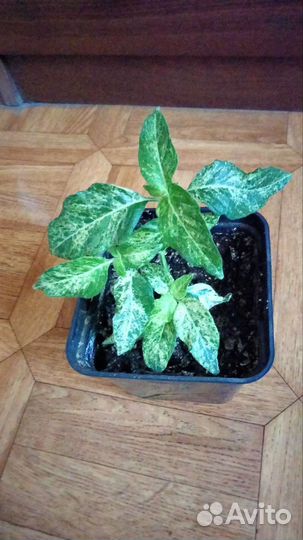 Белопероне вариегатный и с зелёной листвой