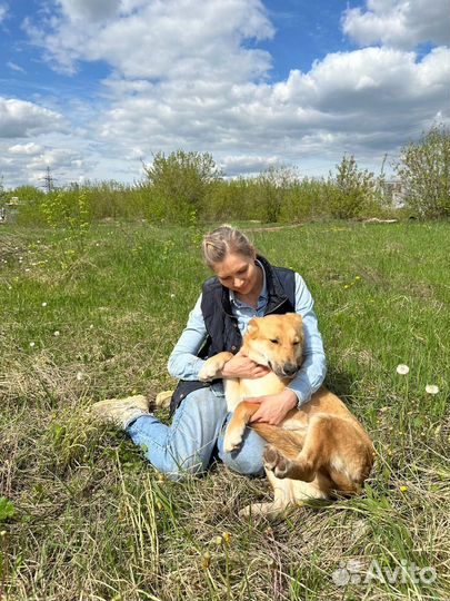 Собака в добрые руки