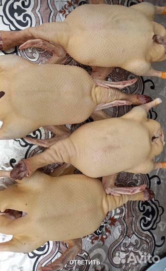 Индюки и Индейки Конвектор