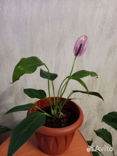 Антуриум зизу