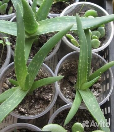 Алоэ Вера комнатное растение 4,5 летнее