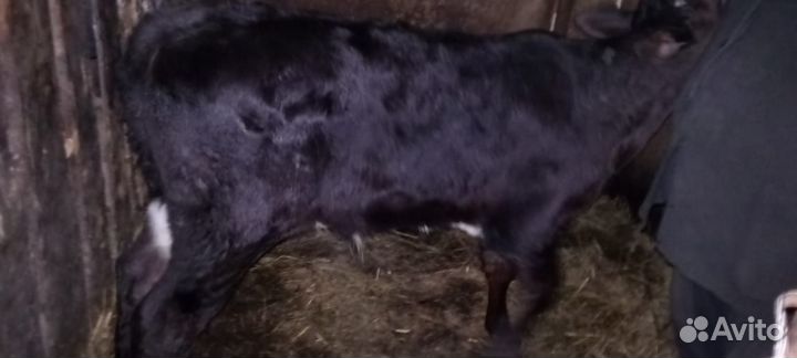 Теленок 2 месяца