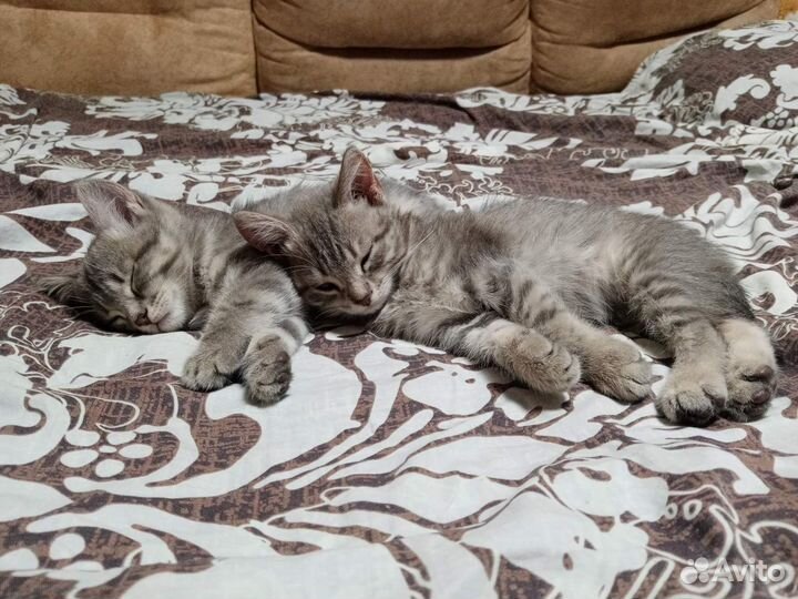 Кошка и котята в добрые руки