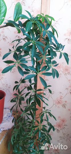 Комнатные цветы шефлера