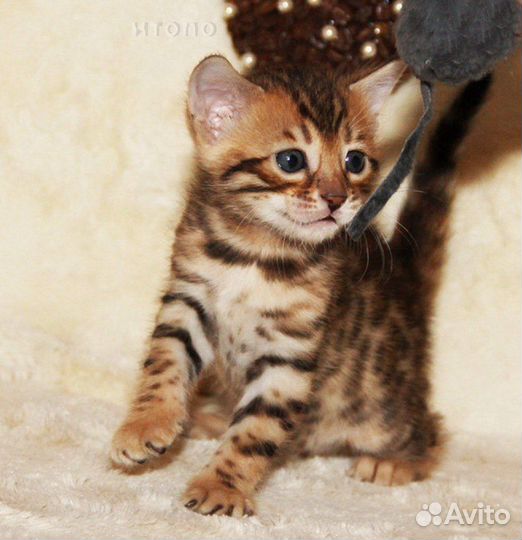 Бенгальские котята