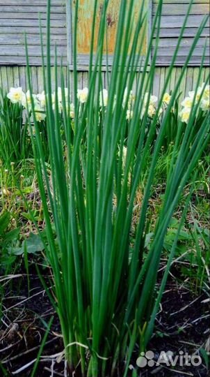 Деленка Многолетнего Лука