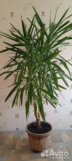 Пальма юкка