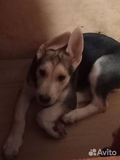 Продаются щенки бельгийской овчарки и бордер колли