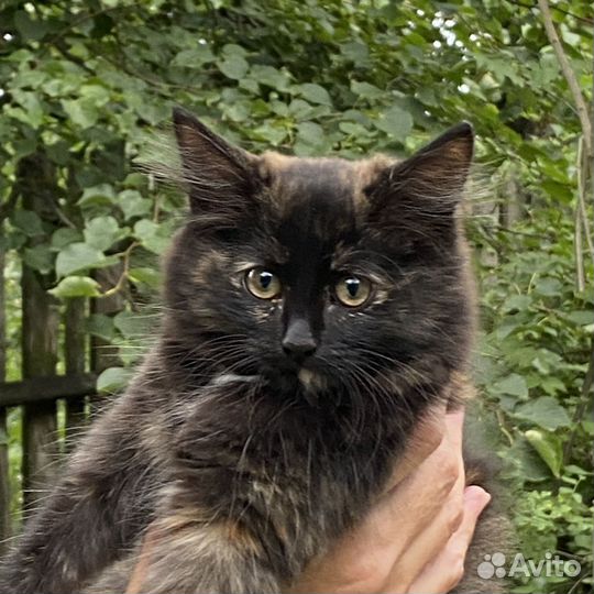 Котенок девочка 3 месяца