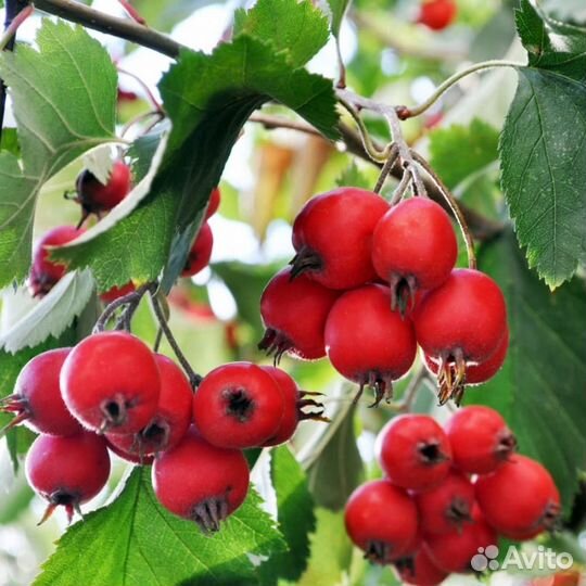 Саженцы боярышника