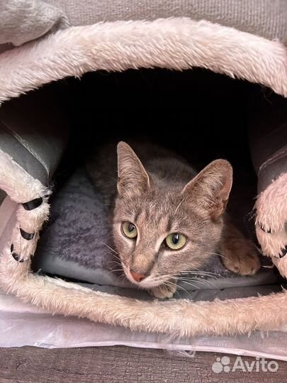 Кошка молодая в добрые руки