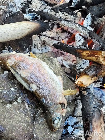 Рыбалка на Телецком