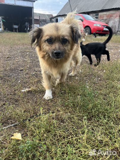 Собаки бесплатно в добрые руки