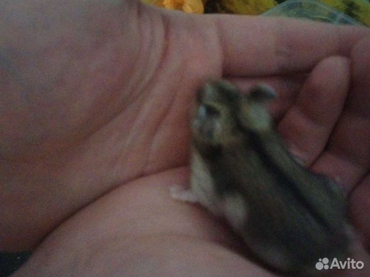 Джунгарский хомяк