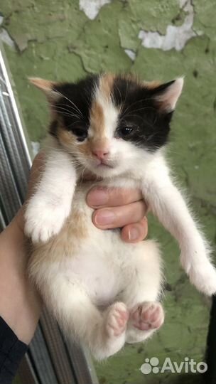 Котенок девочка