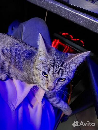 Котёнок