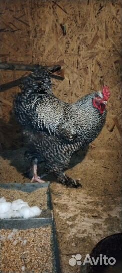 Породные куры, цыплята,яйцо,перепела