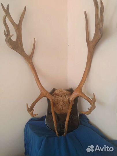 Рога оленя