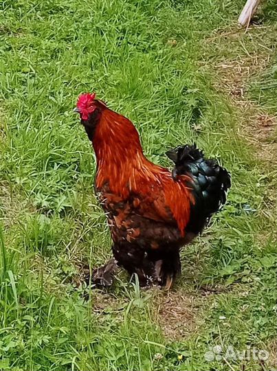 Петух Брама