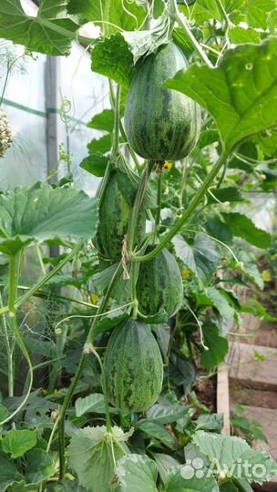 Семена дыни