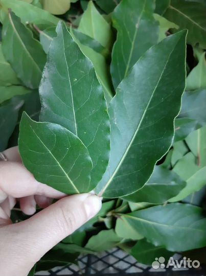 Лавровый лист