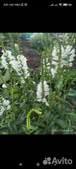 Физостегия